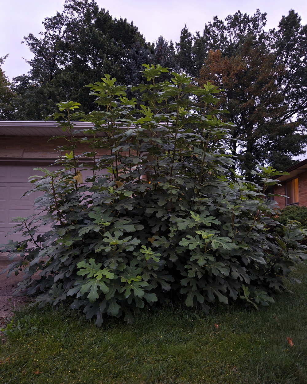 A large fig plant with broad, lobed leaves grows lushly in front of a house, surrounded by a yard and trees.