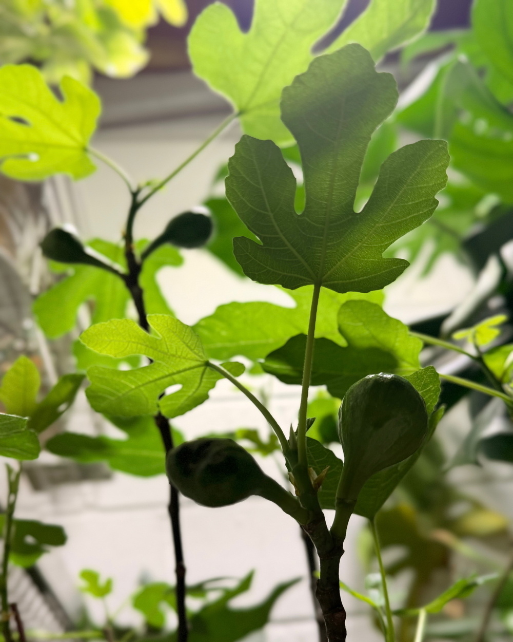 A lush fig plant with vibrant green leaves and unripe figs is bathed in soft natural light.