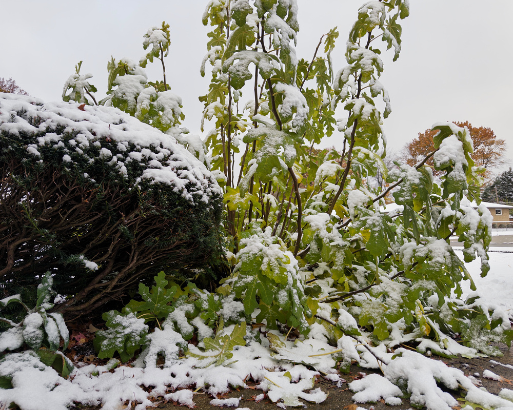 A snow-covered garden features green plants and bushes, with a background of overcast sky.