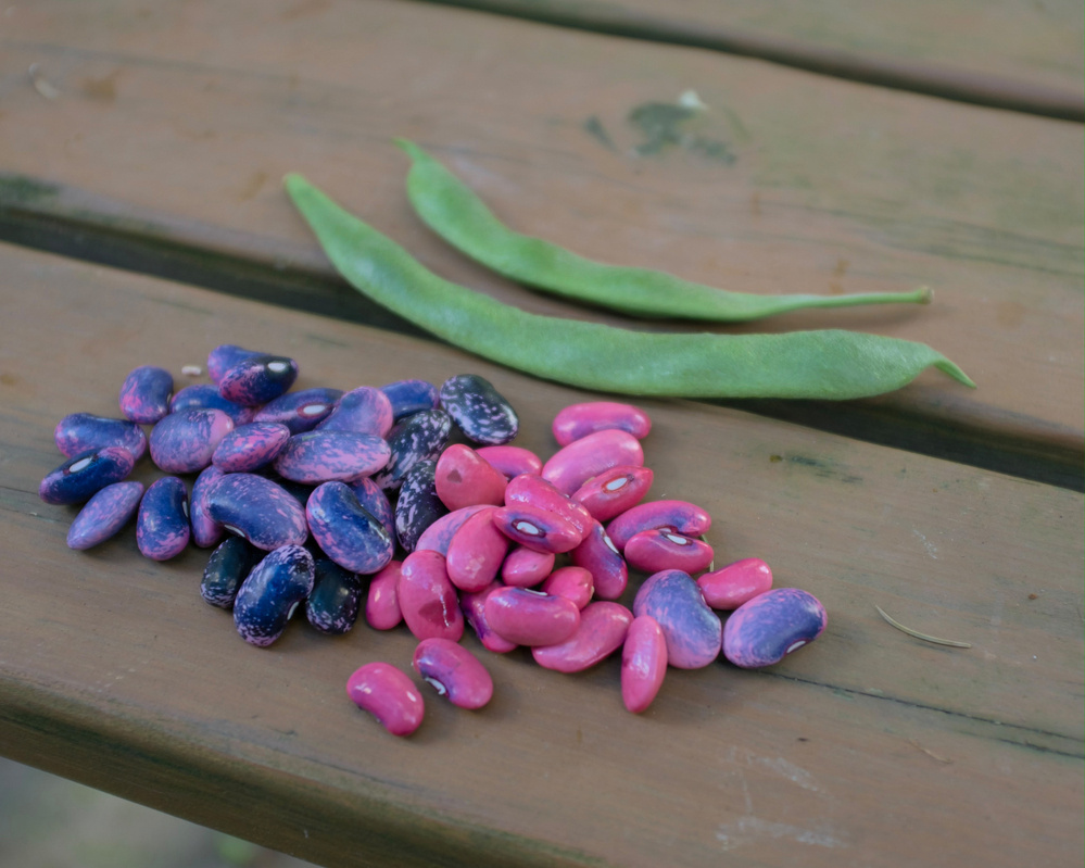Colorful beans and green pods are arranged on a wooden surface.