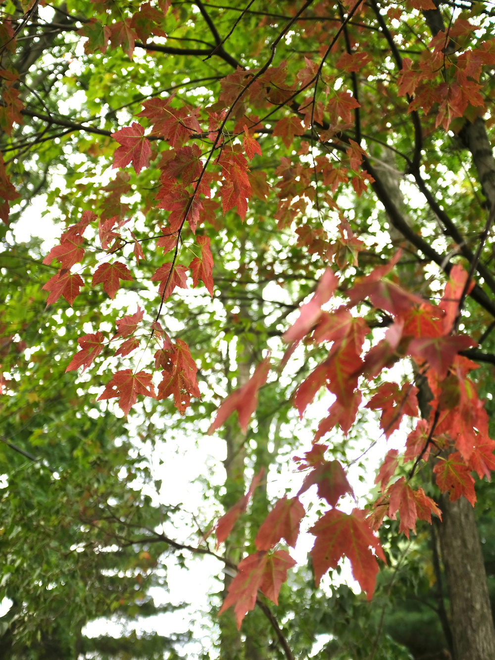 Red and green leaves hang from a tree with a blurred forest background.