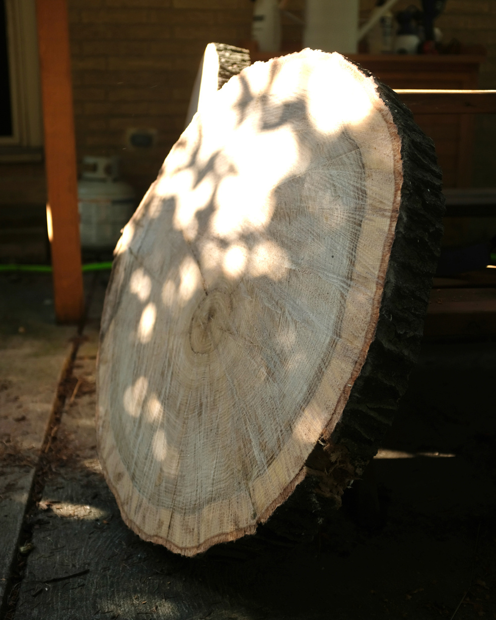 A large, round cross-section of a tree trunk with visible growth rings is illuminated by dappled sunlight.