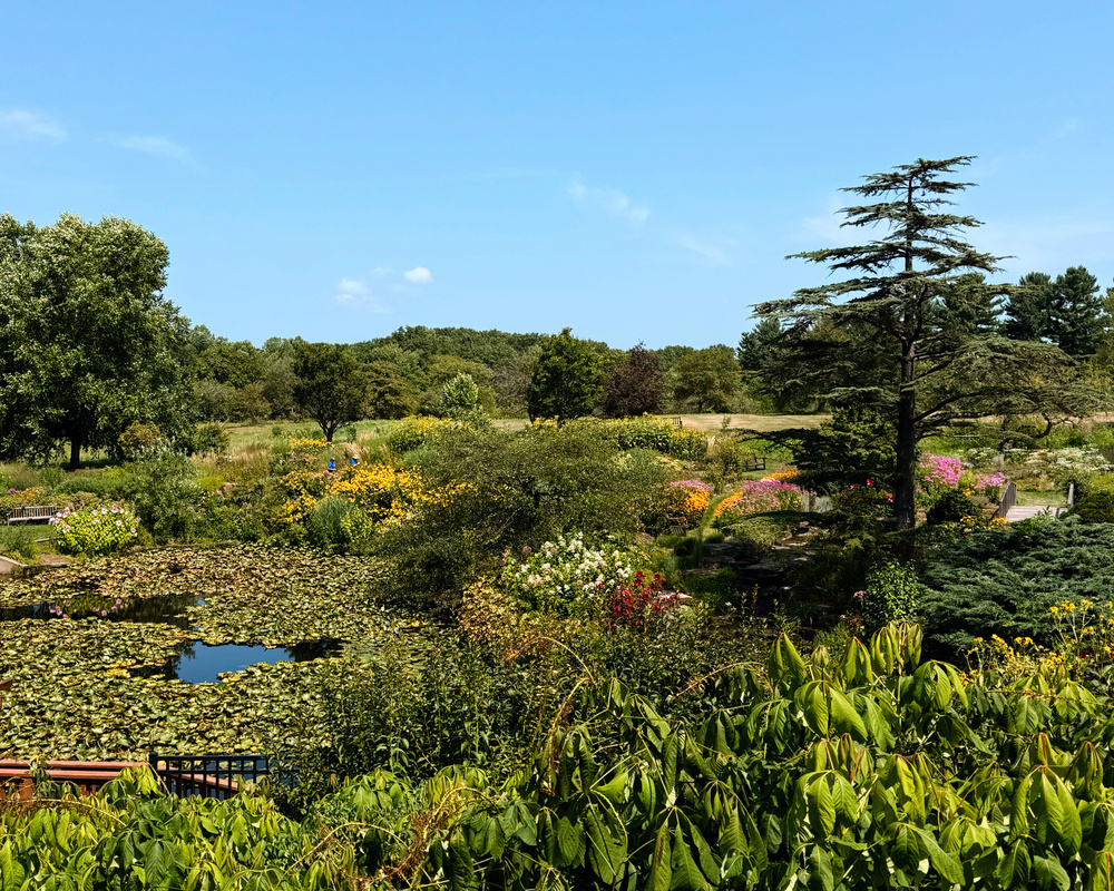 A lush garden landscape features a pond surrounded by diverse greenery and colorful flowers under a clear blue sky.