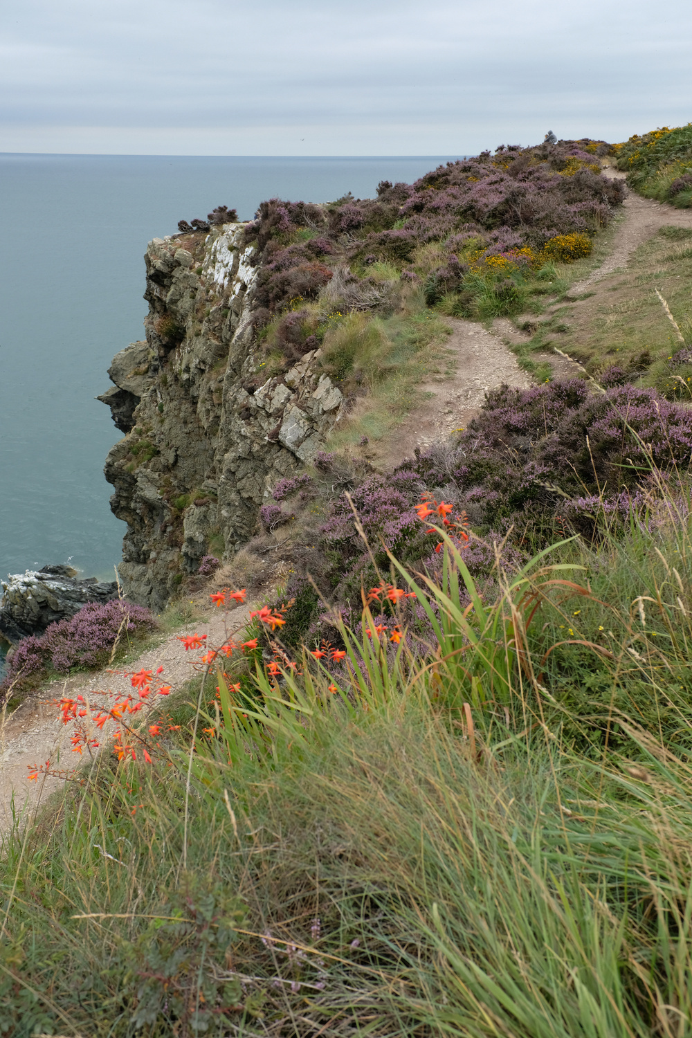 A coastal cliffside path is lined with purple heather and orange flowers, overlooking the sea.