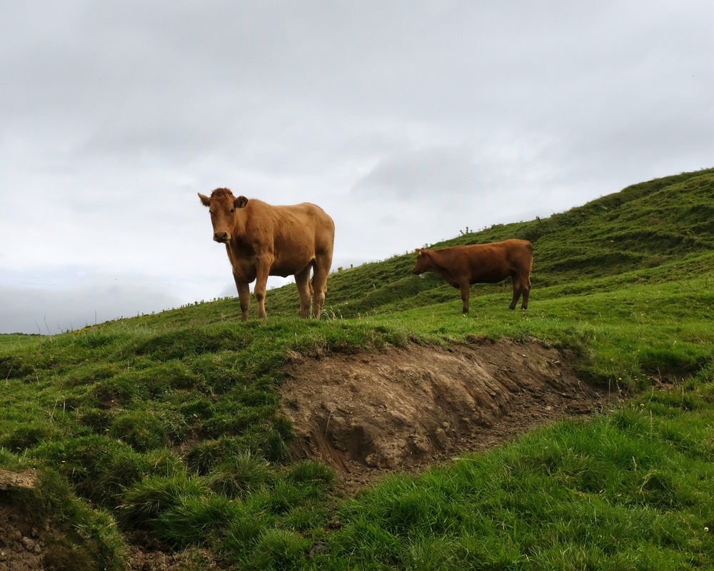 Two brown cows stand on a grassy hillside under a cloudy sky.