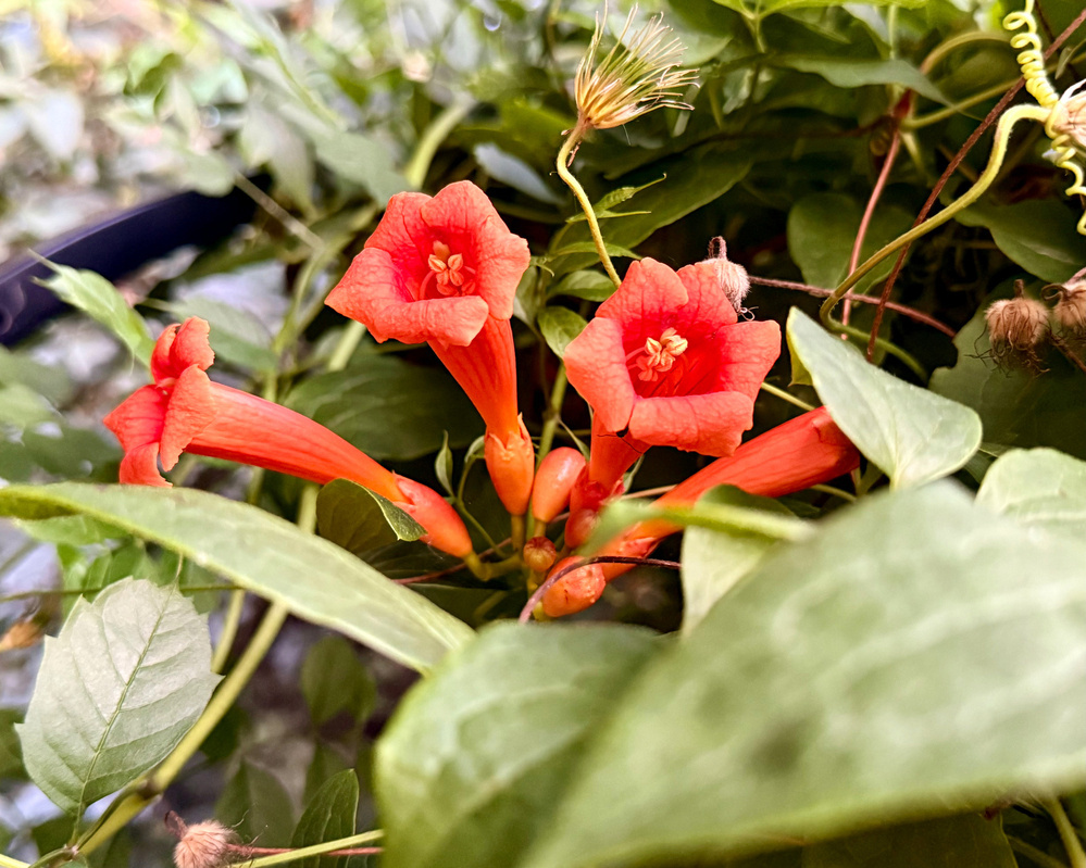 Vibrant red tubular flowers with trumpet-like shapes are surrounded by lush green leaves.