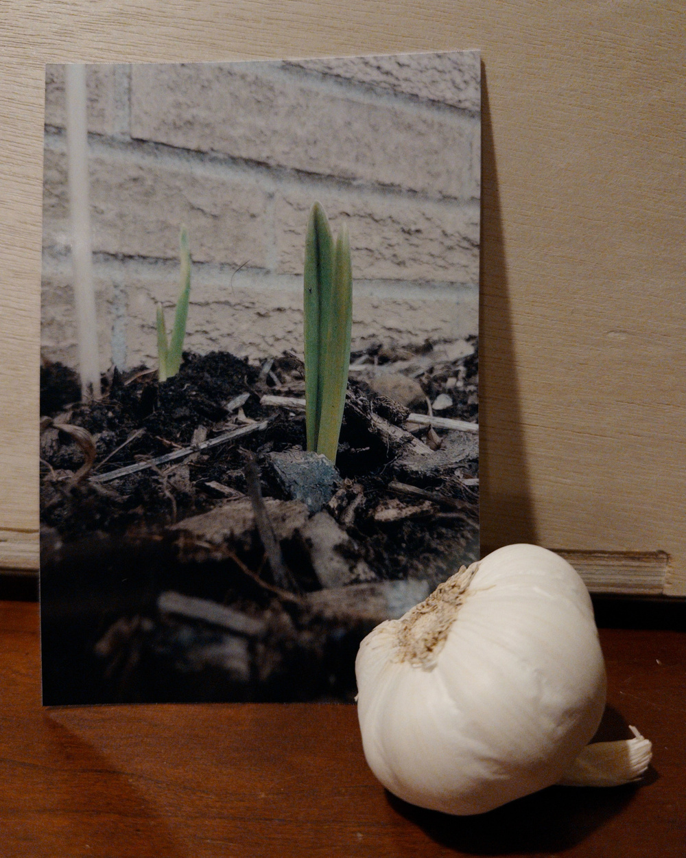 A photograph of sprouting plants in soil is displayed next to a bulb of garlic on a wooden surface.