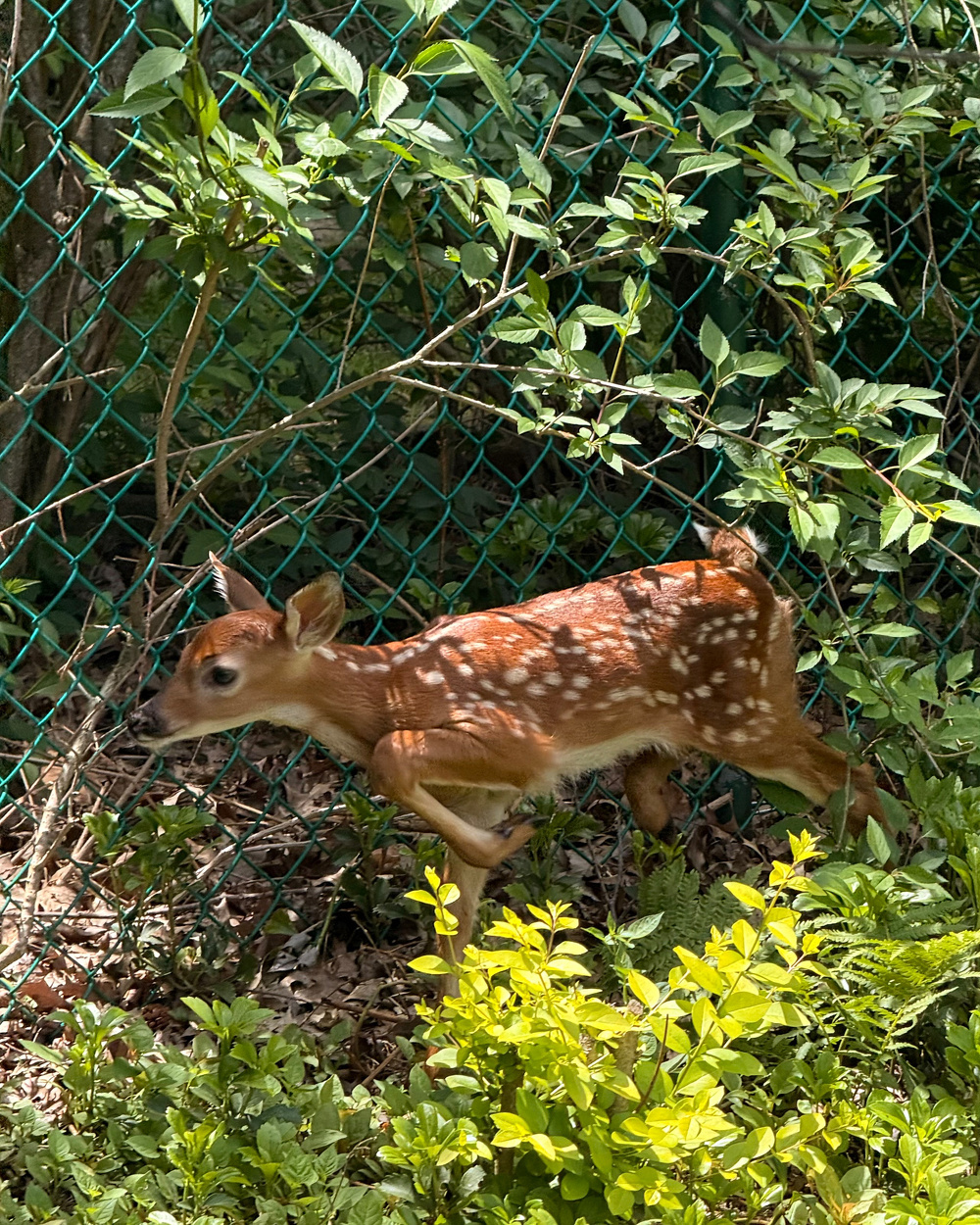 A young fawn with white spots stands beside a green chain-link fence surrounded by lush greenery.