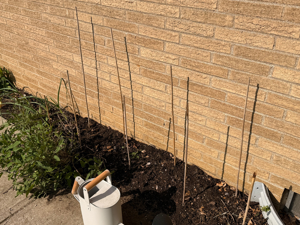 A garden bed against a brick wall features evenly spaced sticks in the soil, with a watering can nearby and plants growing on the left side.