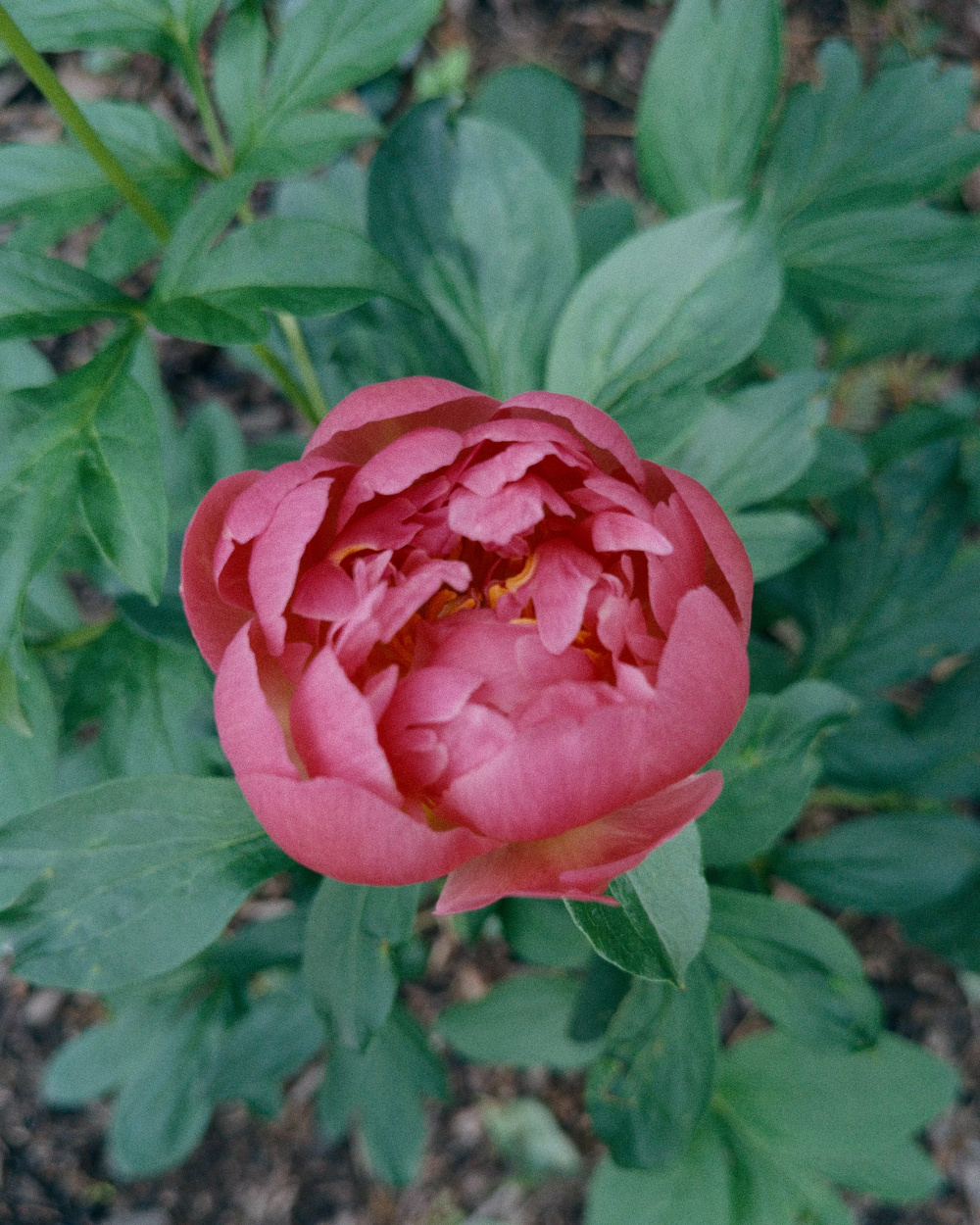 A vibrant pink peony flower blooms among green leaves in a garden setting.