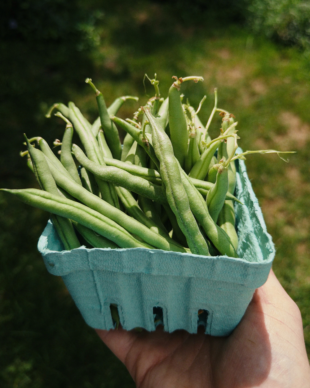 A hand is holding a small blue container filled with fresh green beans against a blurred outdoor background.