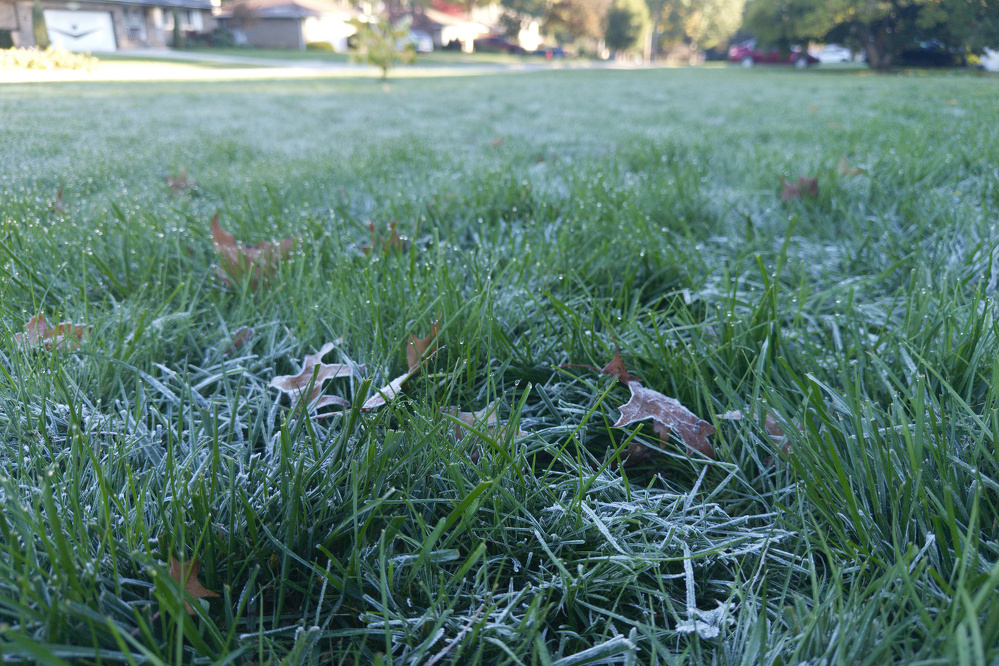 A grassy field covered with a light layer of frost and scattered fallen leaves is shown.