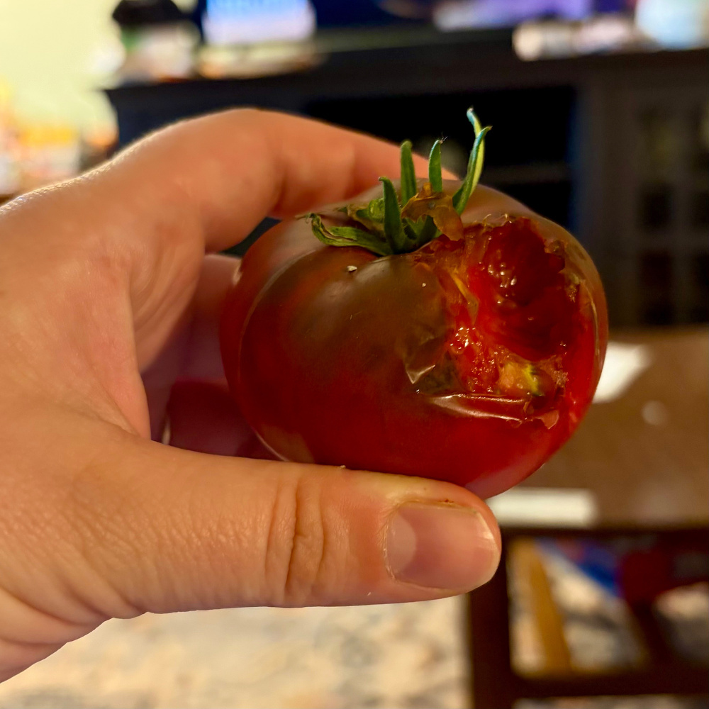 A hand is holding a partially eaten tomato with a small green stem still attached.