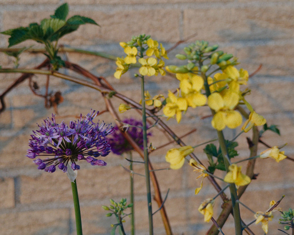 Purple and yellow flowers are blooming against a brick wall backdrop.