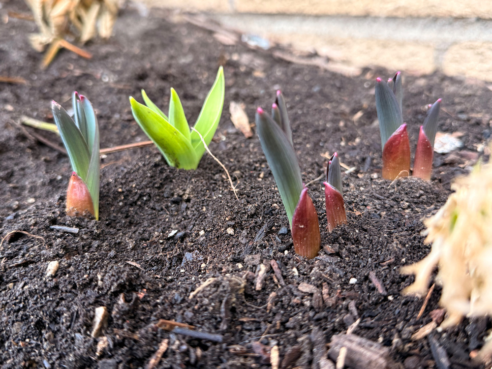 Young plant shoots are emerging from dark soil in a garden bed.