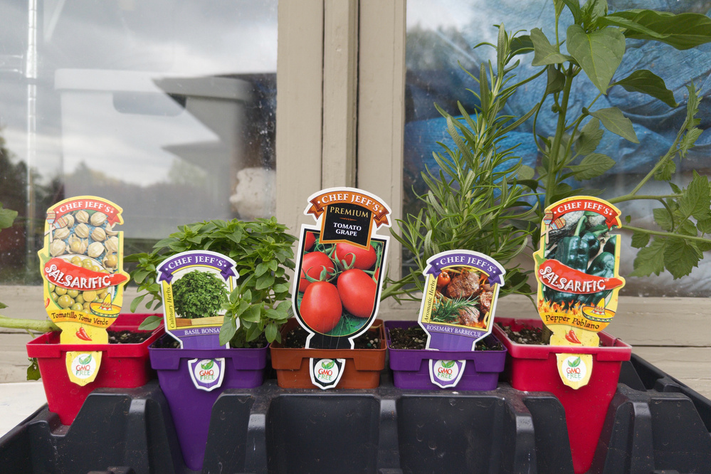Five potted herb and vegetable plants, labeled with colorful tags, are arranged on a tray in front of a window.