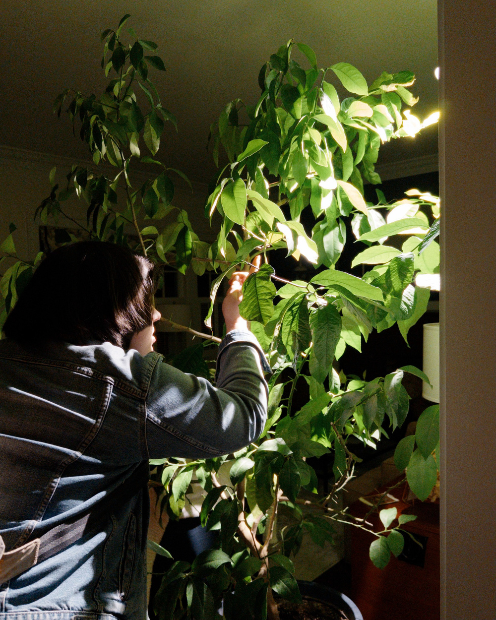 A person wearing a denim jacket is tending to a large leafy plant indoors.