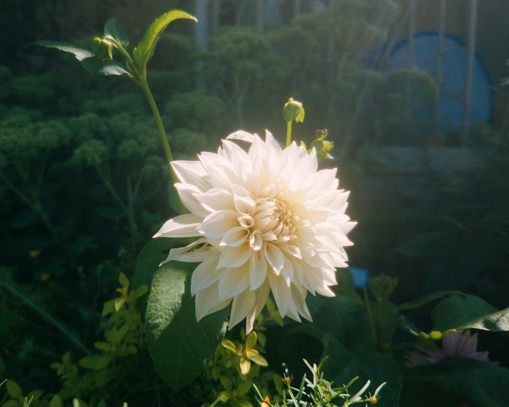 A bright white dahlia flower is illuminated by soft sunlight amidst green foliage in a garden.