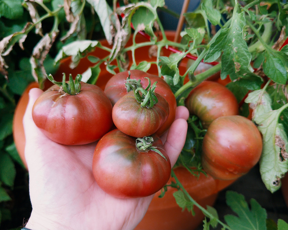 A hand is holding several ripe tomatoes still attached to the plant, with more tomatoes and green leaves in the background.