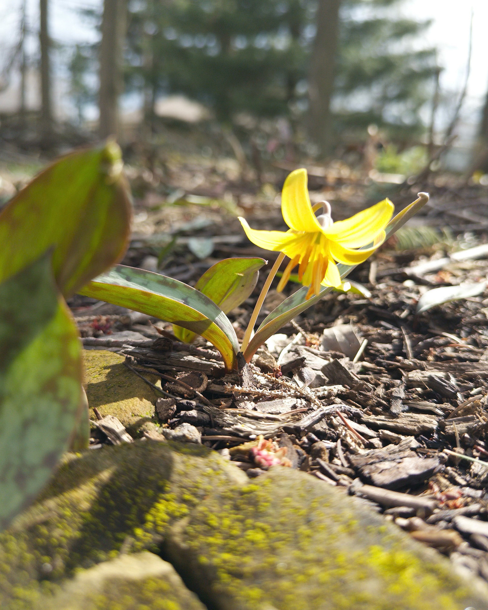 A yellow flower blooms amidst bark mulch and leaves in a sunlit wooded area.