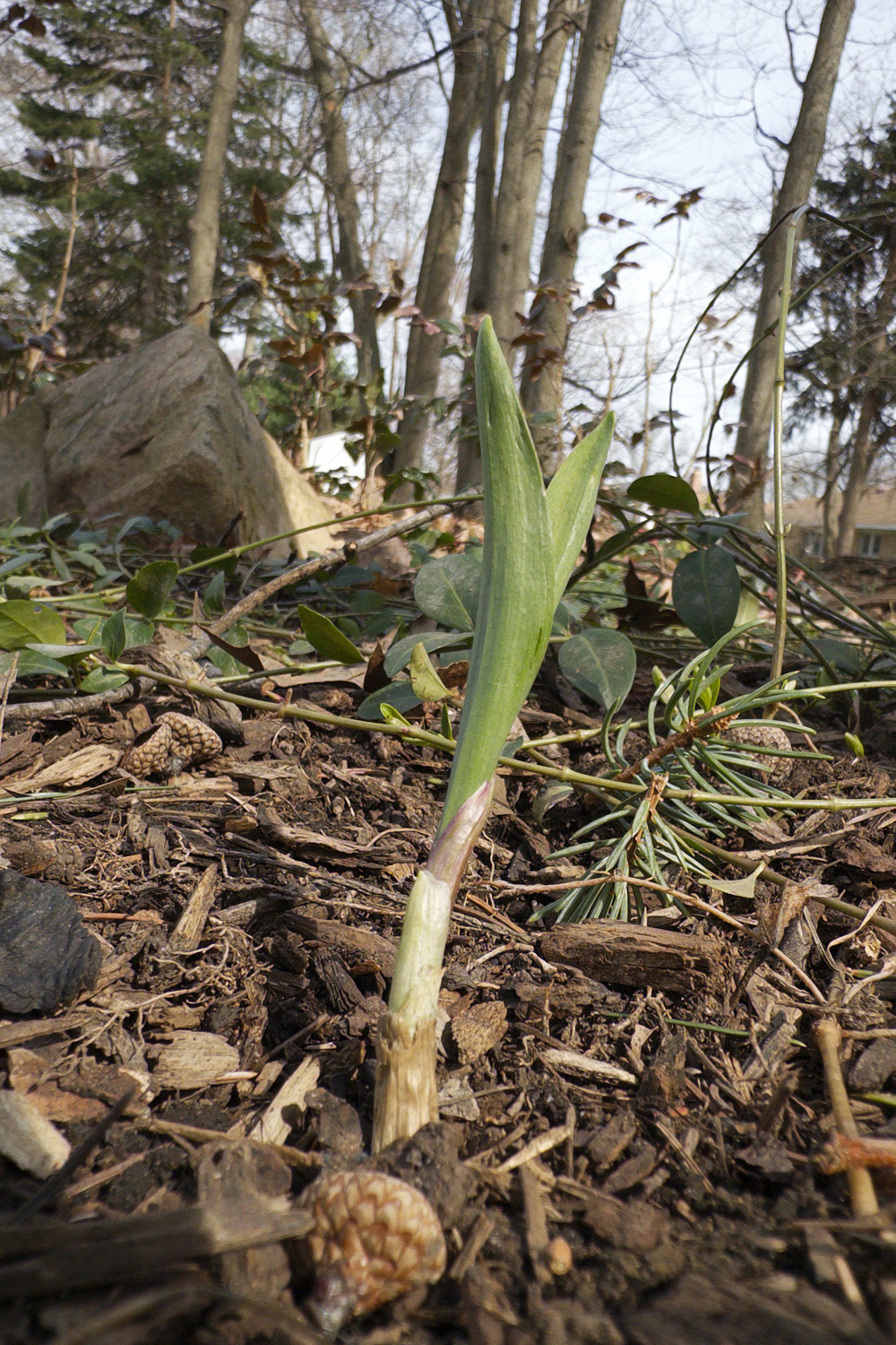 A young plant is sprouting from the ground in a forested area with trees in the background.