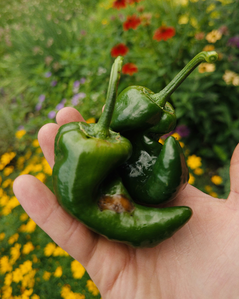 A hand is holding several green chili peppers with a blurred garden full of colorful flowers in the background.