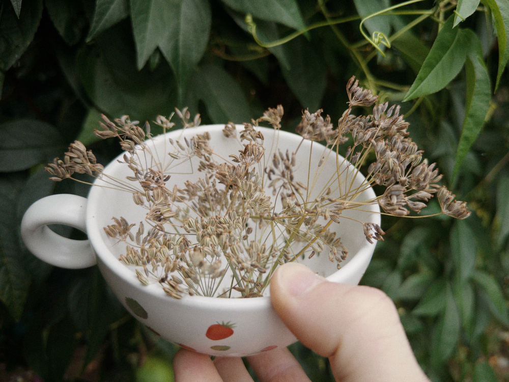 A hand is holding a small white cup filled with dried flowers in front of green leafy plants.