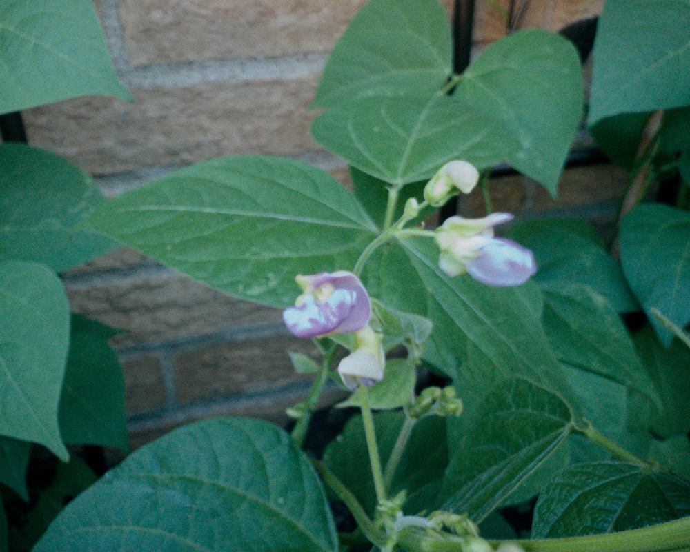 A green bean plant with green leaves and small purple and white flowers is growing in front of a brick wall.