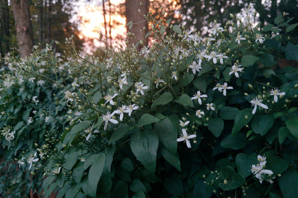 A dense bush of green leaves adorned with small white flowers is illuminated by soft sunlight filtering through the trees in a forest setting.