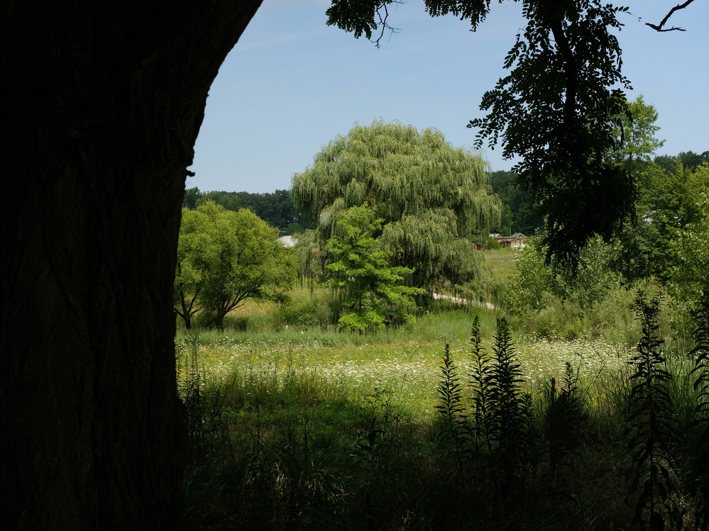 A peaceful meadow with various trees is seen through the dark silhouette of a large tree trunk.