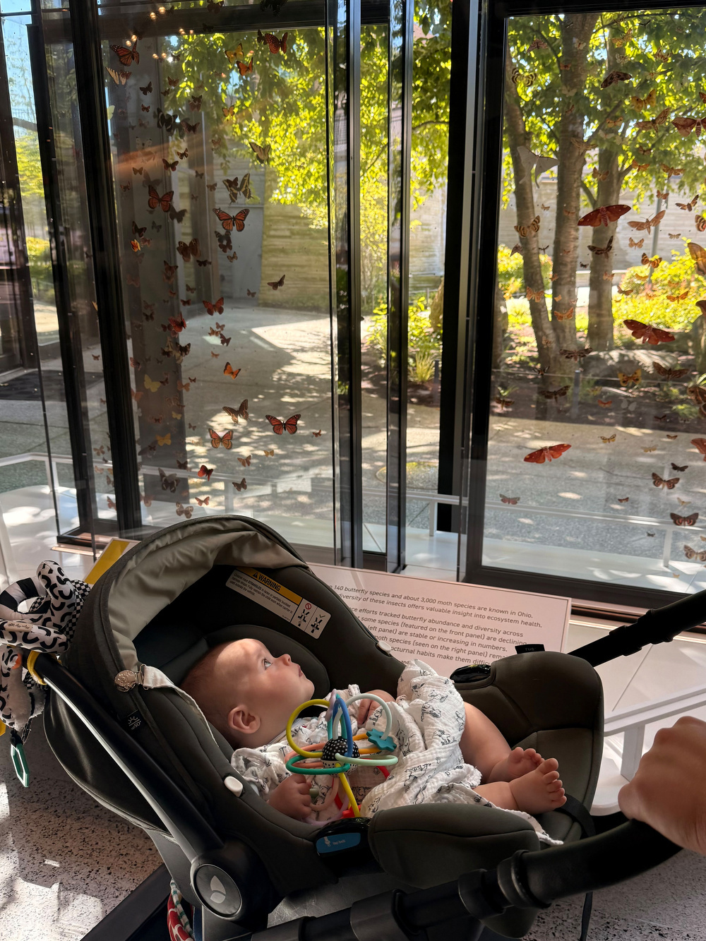 A baby lying in a stroller looks up at a glass window decorated with images of butterflies, while a sunny outdoor scene is visible beyond the window.