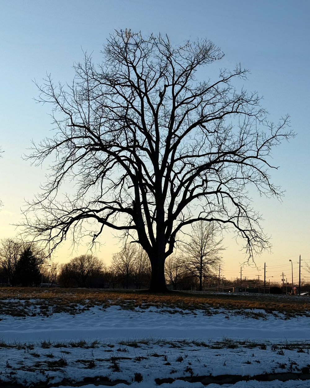 A leafless tree stands silhouetted against a twilight sky, surrounded by a snowy landscape.