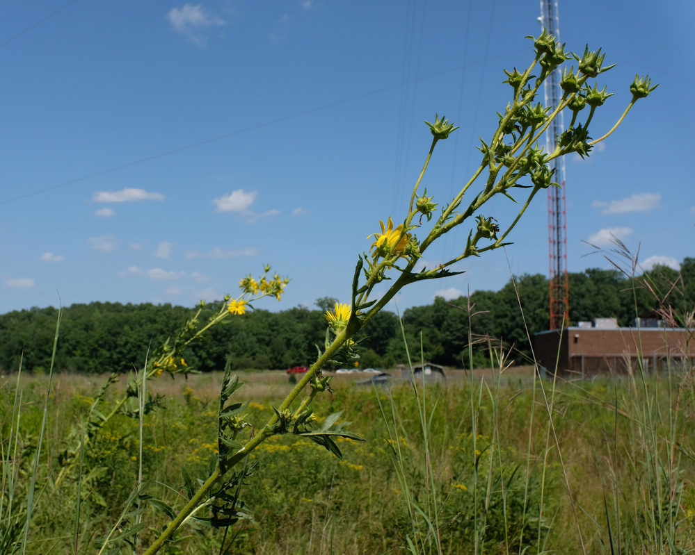 A tall, spiky plant with yellow flowers is growing in a grassy field with trees and buildings in the background under a clear blue sky.