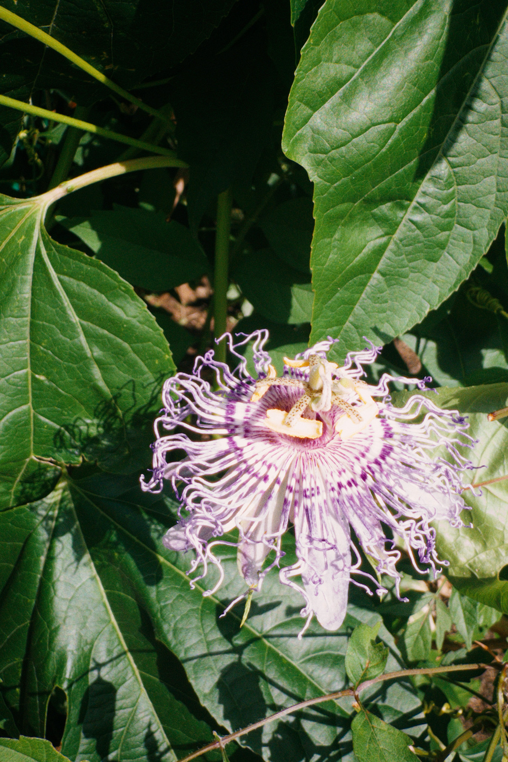 A vibrant purple and white passionflower blooms amidst large green leaves in bright sunlight.