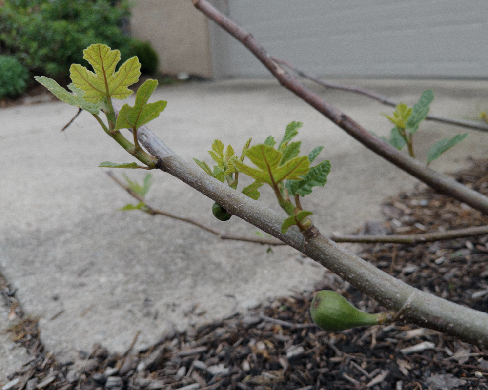 A small branch with young leaves and budding fruit is growing near a concrete pathway.