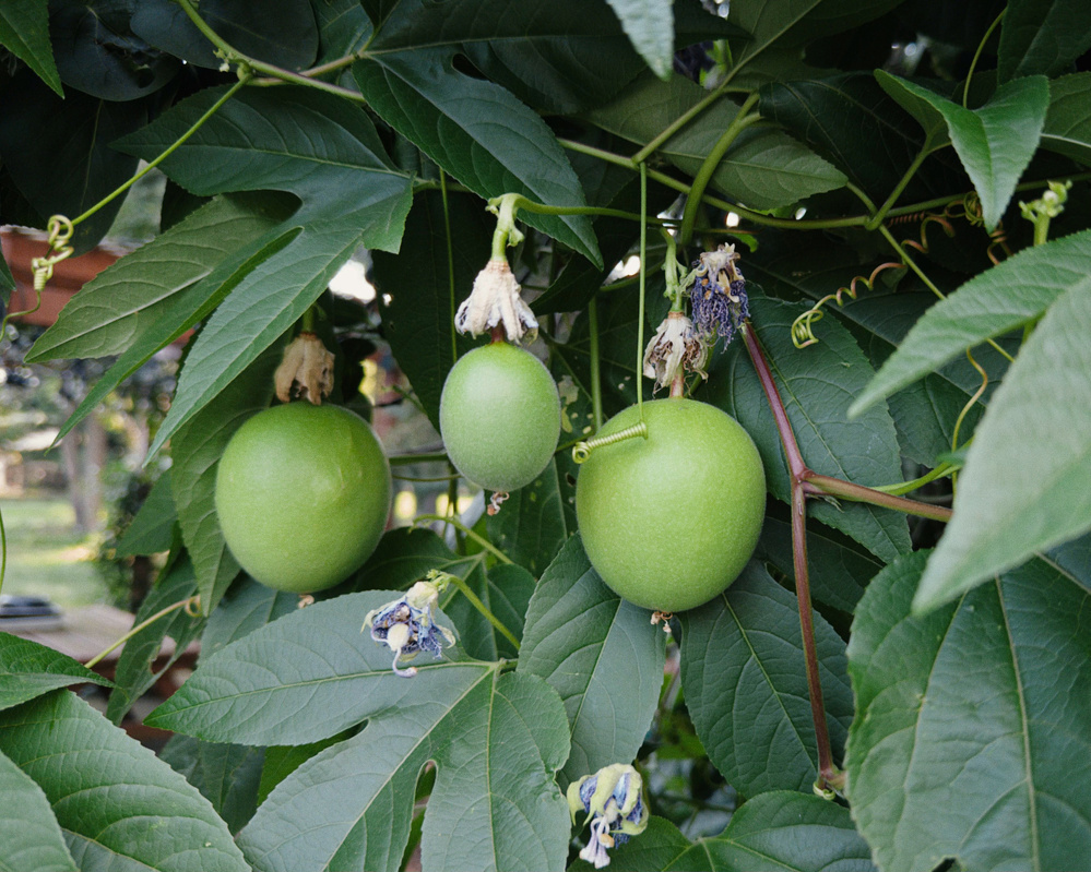 Three unripe passion fruits hang from a vine surrounded by green leaves and a few withered flowers.