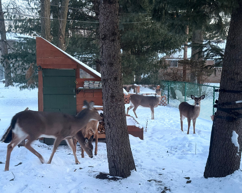Three deer stand near a snow-covered shed in a forested area.