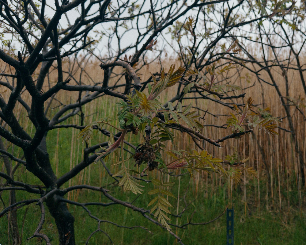 A tree with sparse leaves and budding branches stands in front of tall, dry grass.