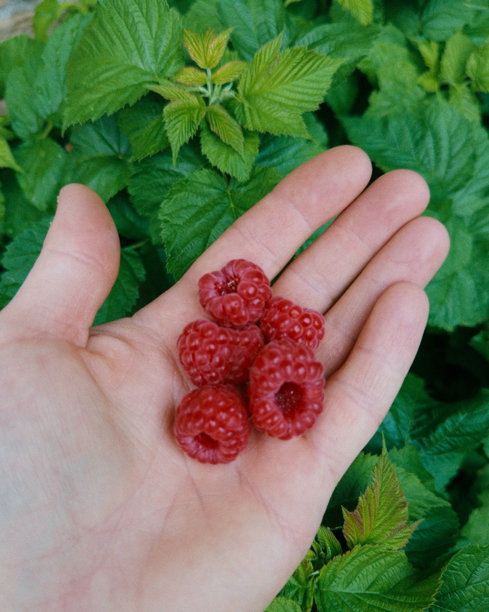 A hand is holding several fresh raspberries with green foliage in the background.