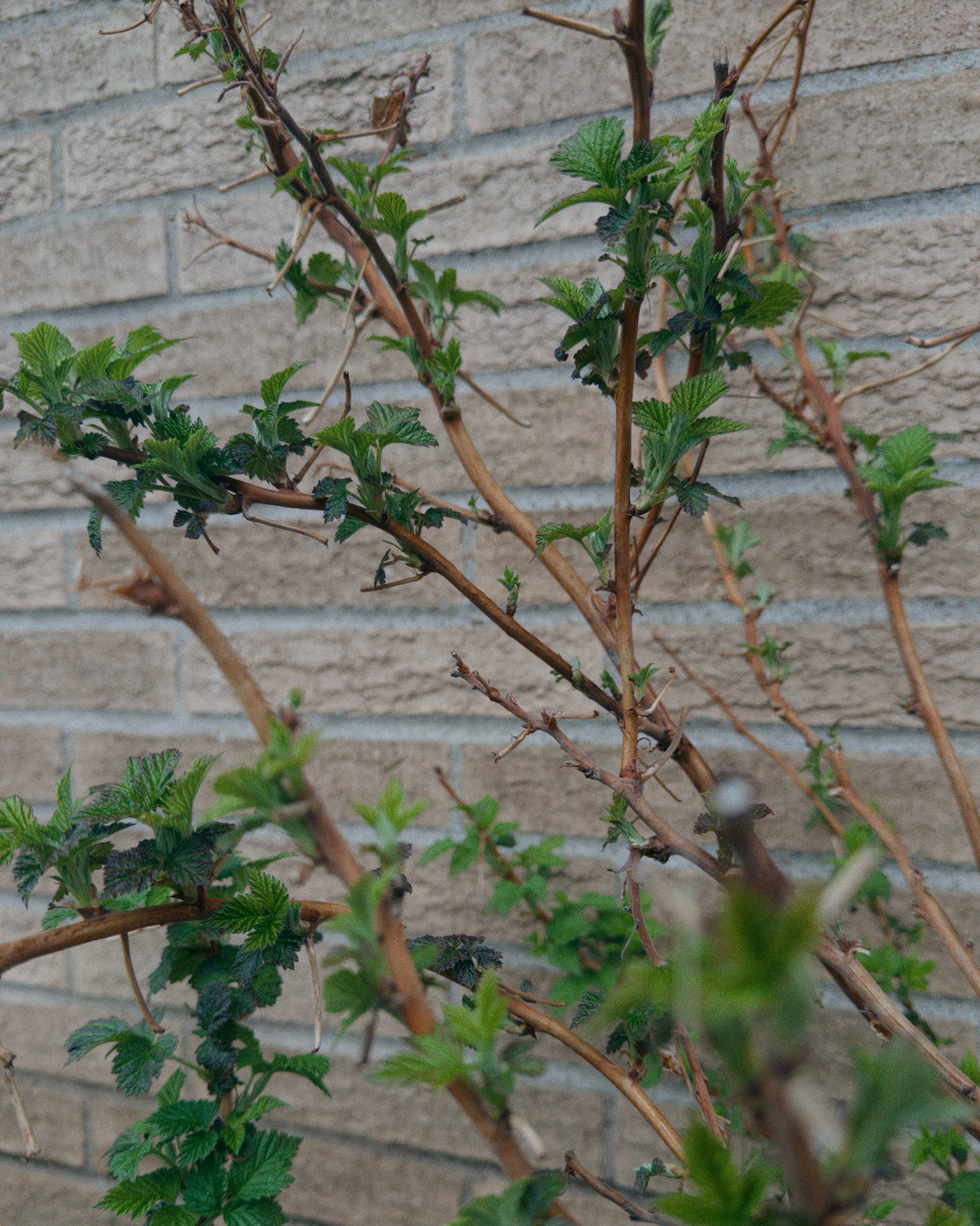 A plant with budding green leaves grows in front of a brick wall.