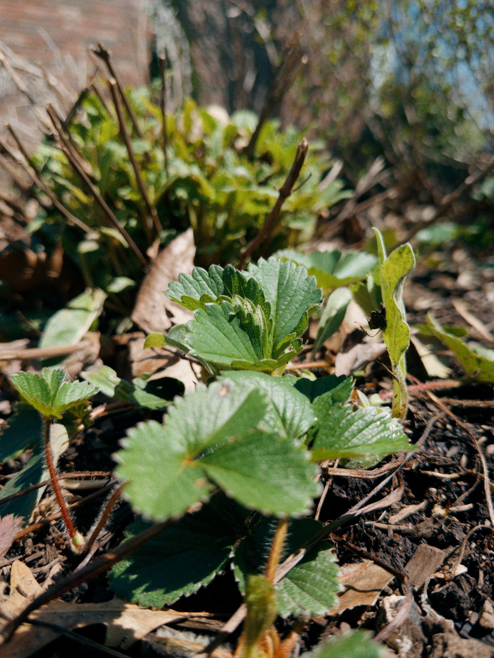 Strawberry plants with green leaves are growing amidst dried twigs and leaves in a garden.