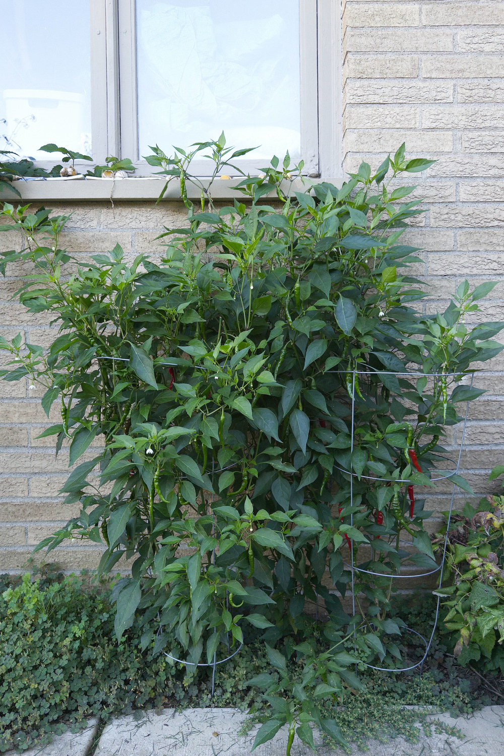 A lush pepper plant with green and red peppers is growing against a brick wall below a window.