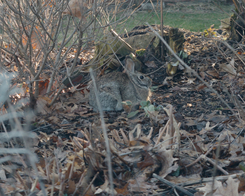 A rabbit is camouflaged among dry leaves and twigs in a garden area.