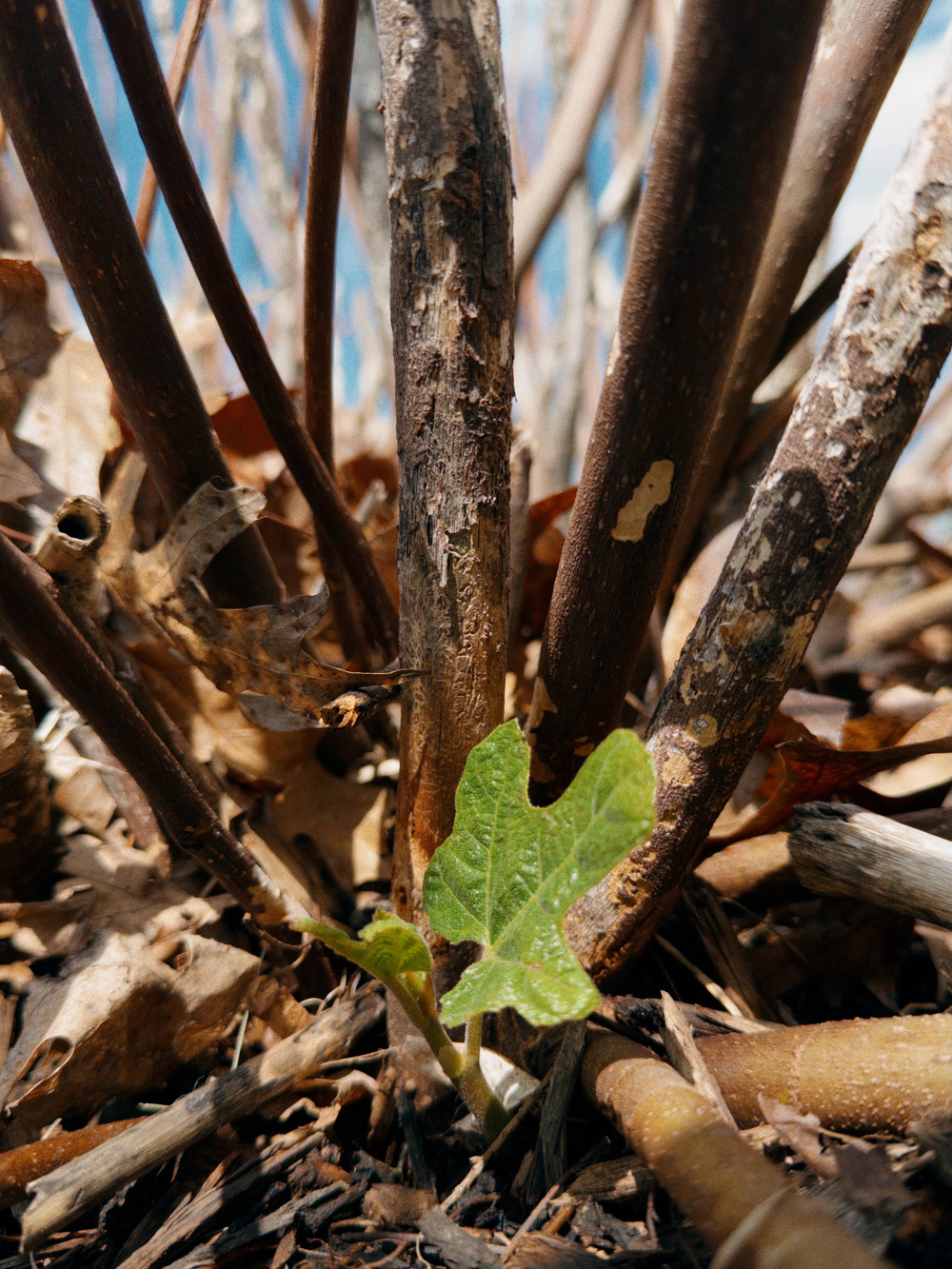 A small green shoot emerges from the base of a cluster of dry, brown plant stems surrounded by mulch and fallen leaves.