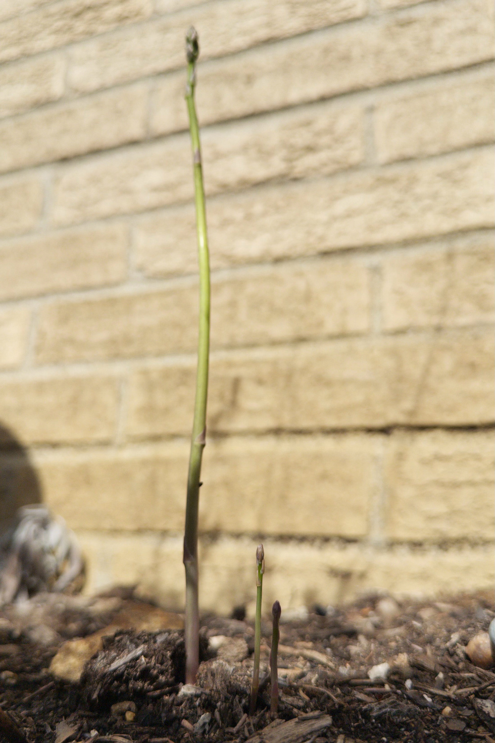 A green asparagus stalk is growing out of the soil in front of a brick wall.
