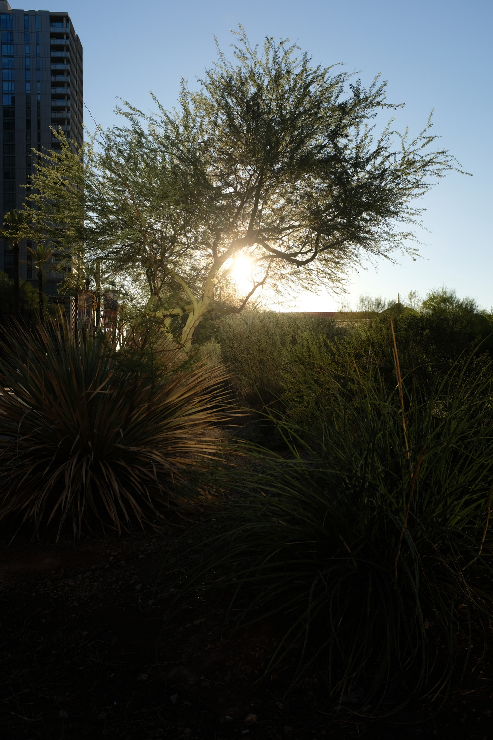 Sunlight filters through the branches of a tree in a natural urban setting with tall grass and a building in the background.