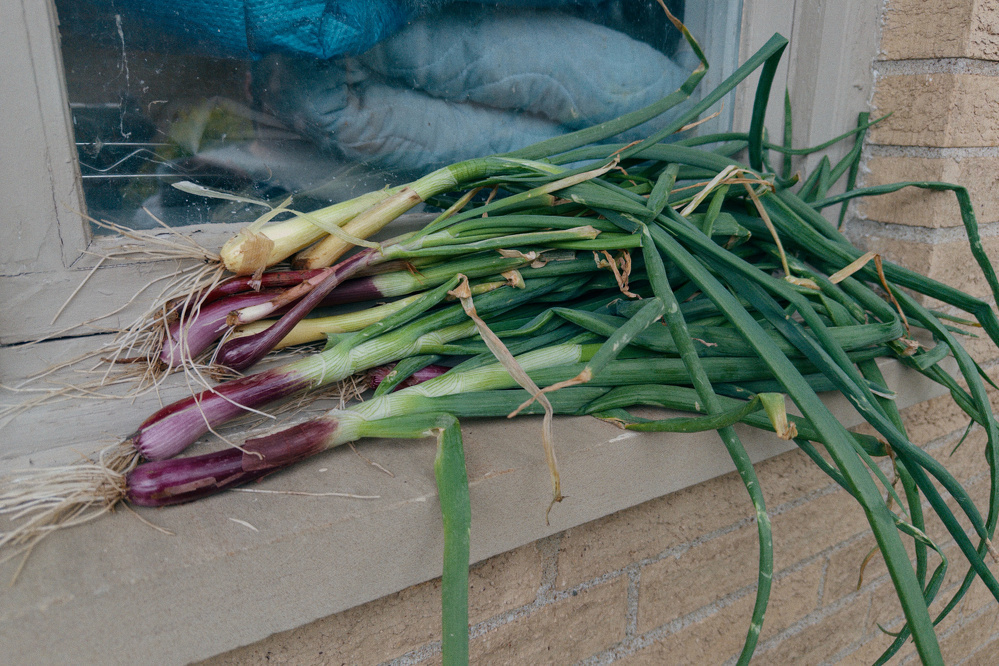A bunch of freshly harvested green onions with roots are laid out on a windowsill.