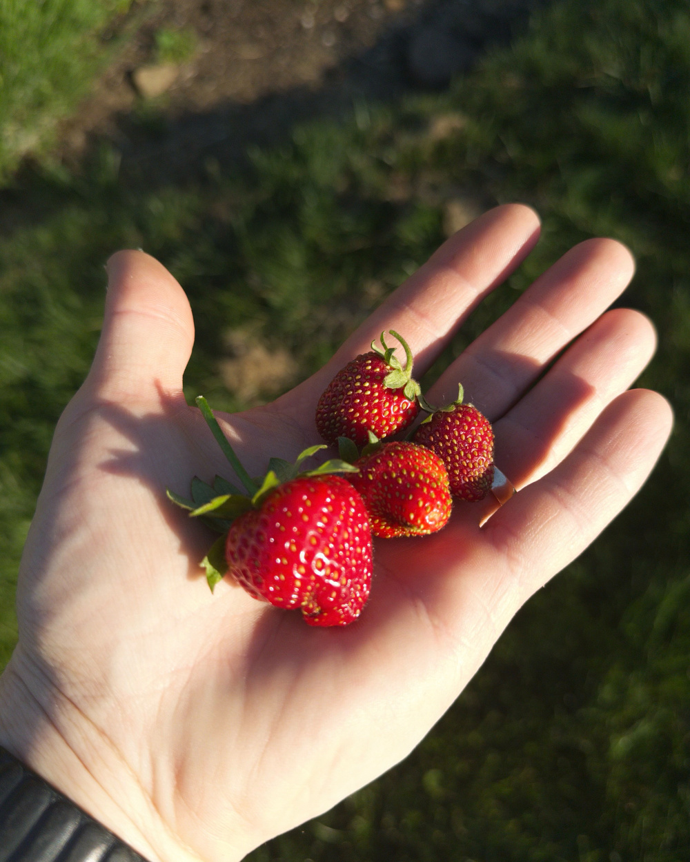 A hand is holding a few fresh strawberries against a blurred grassy background.