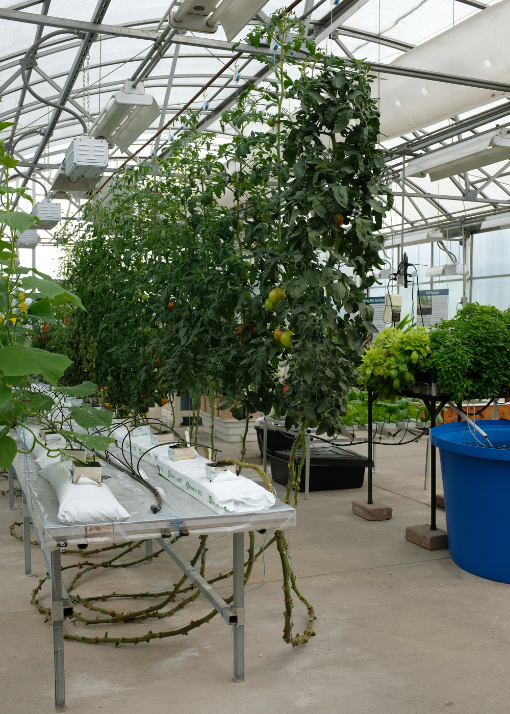 Rows of tall tomato plants are growing in a controlled greenhouse environment using a hydroponic system.