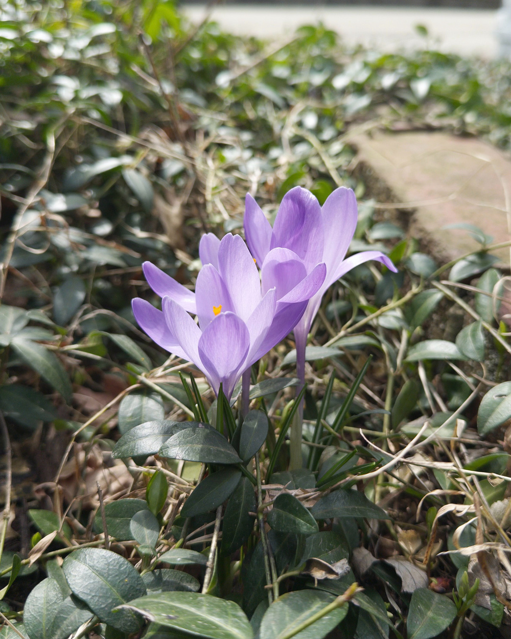 Purple crocuses bloom amid green and brown foliage.